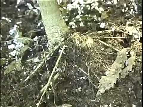 How To Grow Cannabis (Marijuana) Indoors - Vol 2 - Full Tutorial