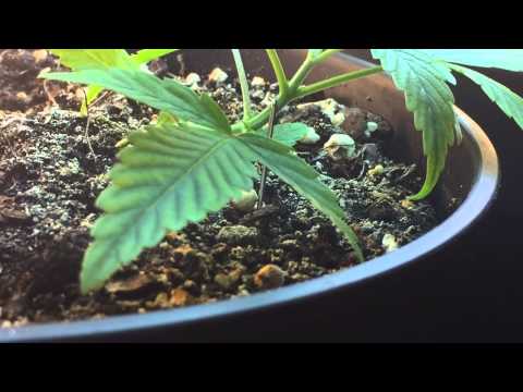 Closet LST Grow Journal #2