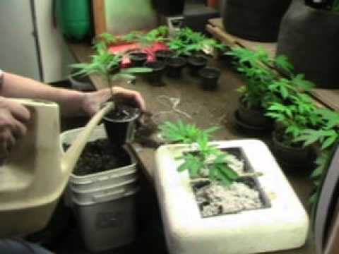 A Neat Little Plant Cloner! II