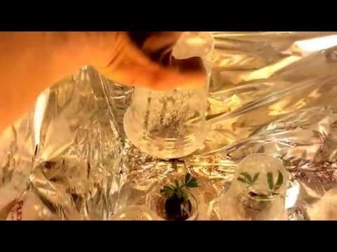 Cfl grow box ISS auto flower clone