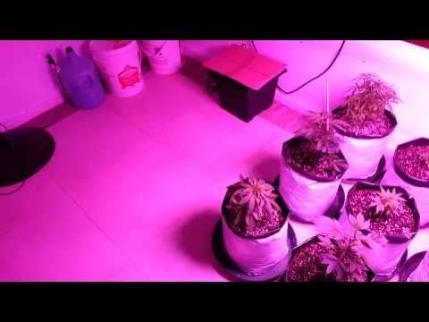 GROW AREA #2, RARELY SEEN.