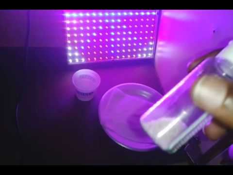 Vanilla kush and gsc x aos