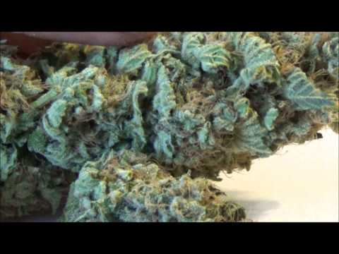 Blue Dream Rdwc Contest! Guess the weight in grams.