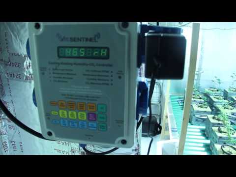 How to grow Marijuana: 10 days hydro