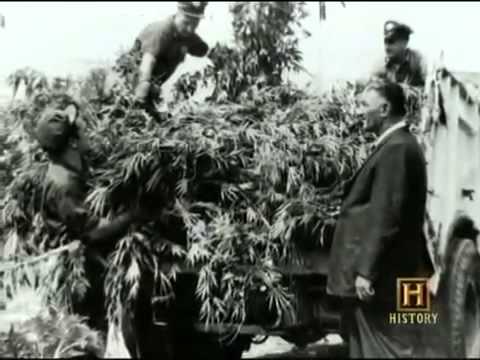 Illegal Drugs: Marijuana - Documentary