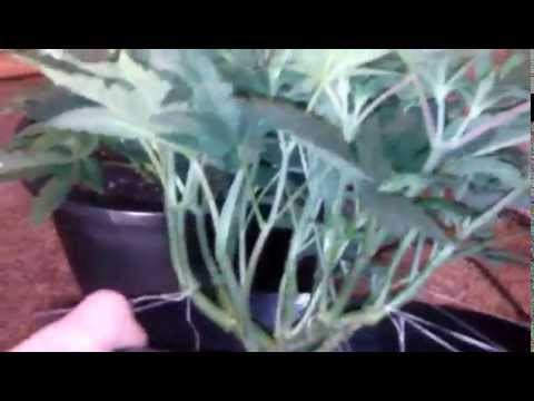 week 6 veg. small cfl grow.