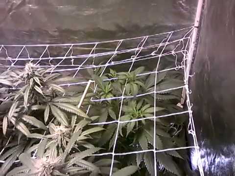 Flower room update, new under lighting