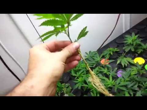Our Secret to Making Clones in 8 Days