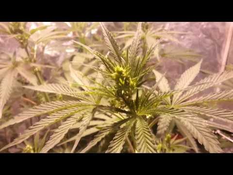 Motor City Sensi breeding project # 2 Making Irish Soda, TNT, Space Time, Rocket Queen, Fruit Punch
