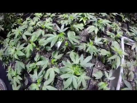 licensed MEDICINAL MARIJUANA GROW Week 2 of flowering