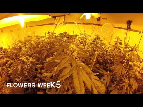 Licensed MEDICINAL MARIJUANA GROW Week 4 & 5 flowering