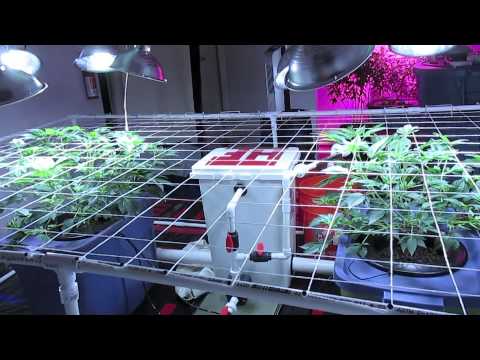 LED Swap Day 38 Veg + BONUS!!