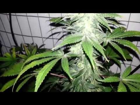 1700 watt Frosty penetration,LED grow lights