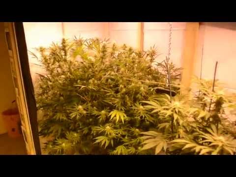 Boa's Organics grow room update.