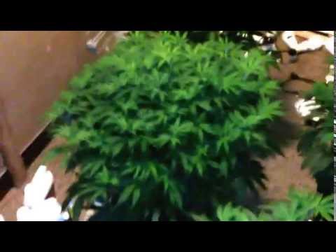 week 9 veg. from Cfl to HPS