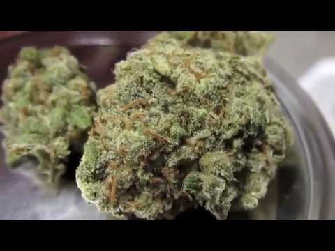 Flower Time Hydroponic Amnesia + Super Jack Review, Herbin Farmer