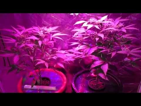 Flower Update Week 2