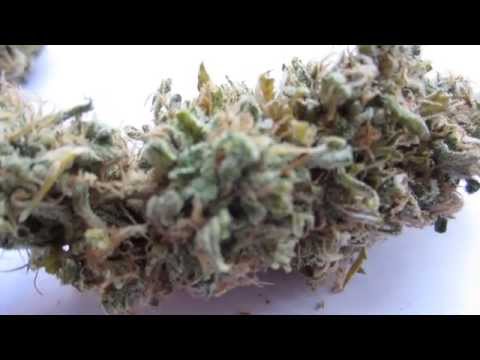 Wicked Garden Brings you Bud Porn!