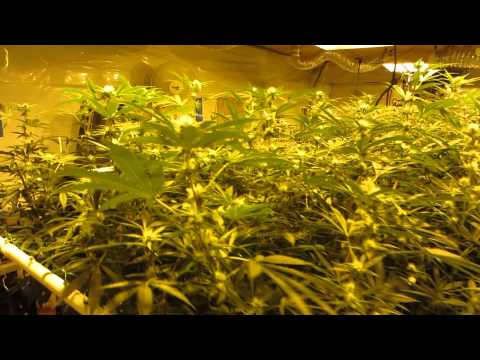 Wicked Garden Day 21