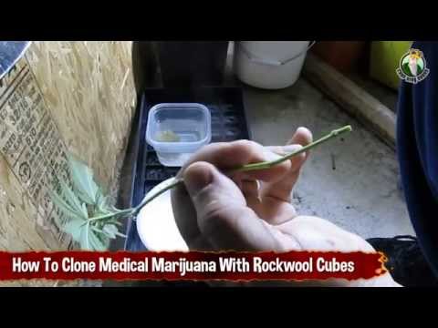 How to Clone Medical Cannabis with Rockwool Cubes