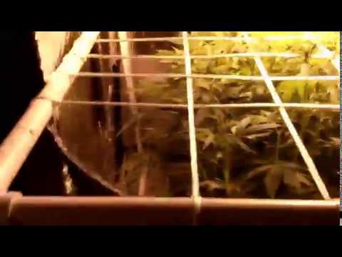 day 3 flower. 1000 watt hps grow