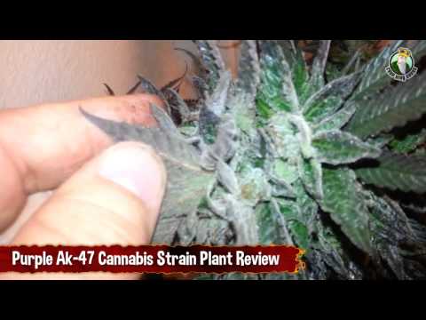 Purple Ak-47 Cannabis Strain Plant and Review