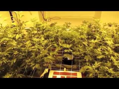 Herbin Farmer Flower Day 24 White Widow Amnesia Hydroponics