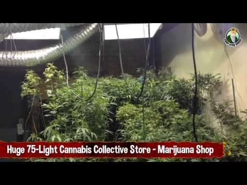 Huge 75 Light Cannabis Collective Store, Marijuana Shop