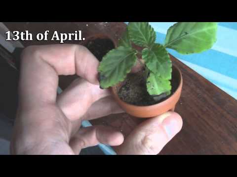 Salvia Divinorum Plant from Death to Life