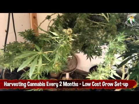 Harvesting Cannabis Every Two Months - Low Budget Grow Setup