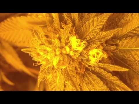 licensed MEDICINAL MARIJUANA GROW Week 6 of flowering