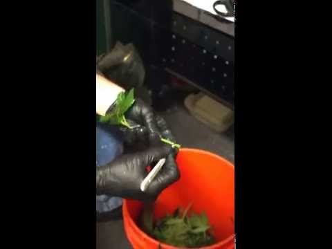 Cloning Cannabis- How to Clone Cannabis Plants