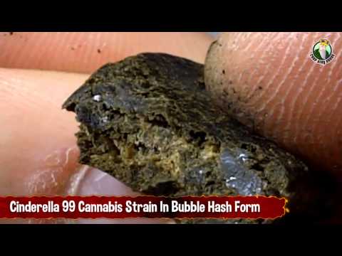 Cinderella 99 Strain in Bubble Hash Form
