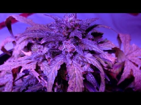 LED Grow 7 Strain Recap/Autoflower Swelling