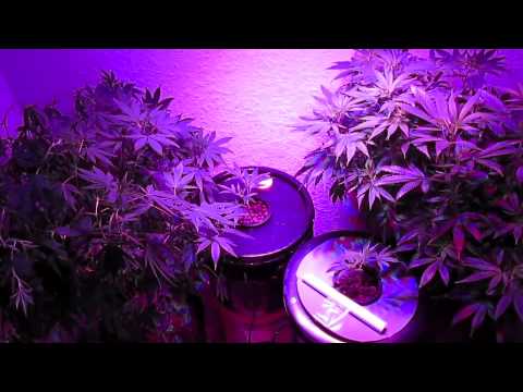 VEG Day 54 DWC White Wdow + Amnesia