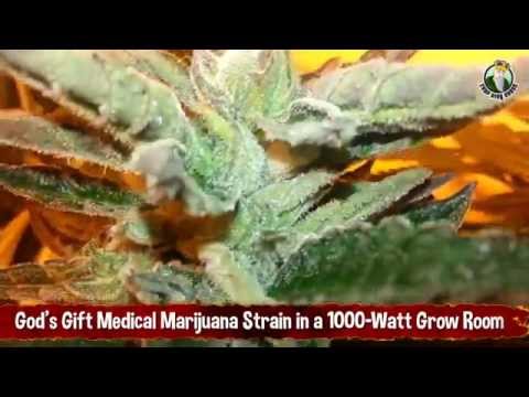 God's Gift Medical Marijuana Strain in a 1000-Watt Grow Room