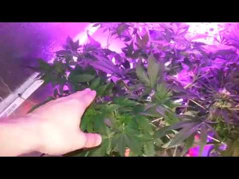 Check in before harvest the Dr.