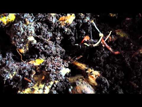 Aquaponics Cannabis Vermicomposting Bin