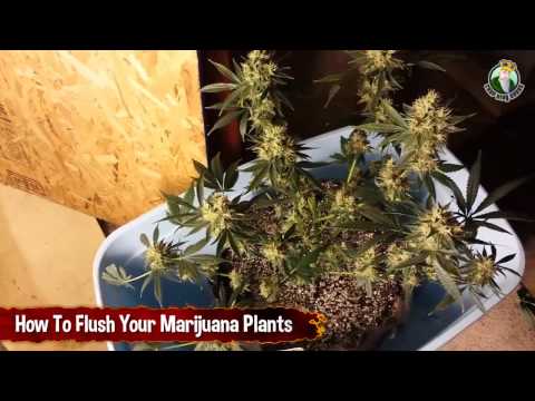 How to Flush your Marijuana Plants, Plus some CFL Grow Shots