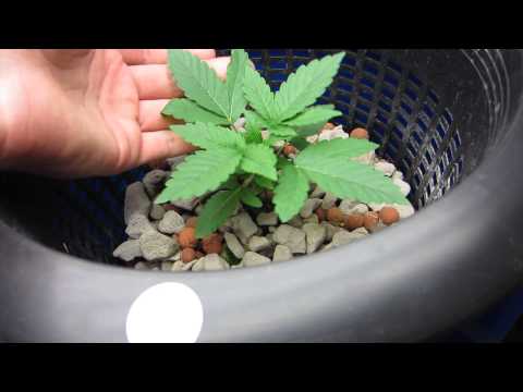 Wicked Garden Free The Bean!