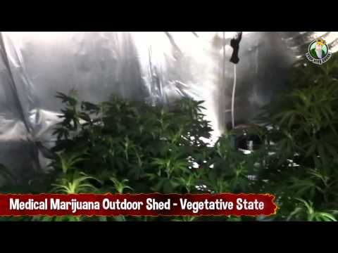 Medical Marijuana Outdoor Shed - Vegetative State Cannabis Plants