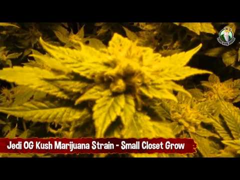 Jedi OG Kush in Small Closet Grow, 1000 Watt HPS