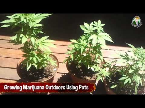 Growing Marijuana Outdoors Using Pots