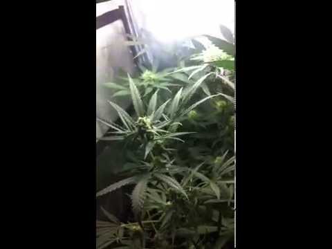 seguimiento interior cfl 200w part.4