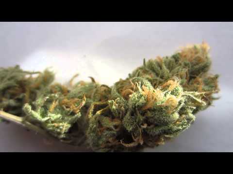 Wicked Garden Space Bomb