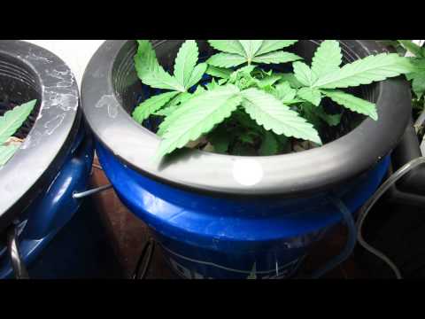 Wicked Garden Day Free The Bean Update