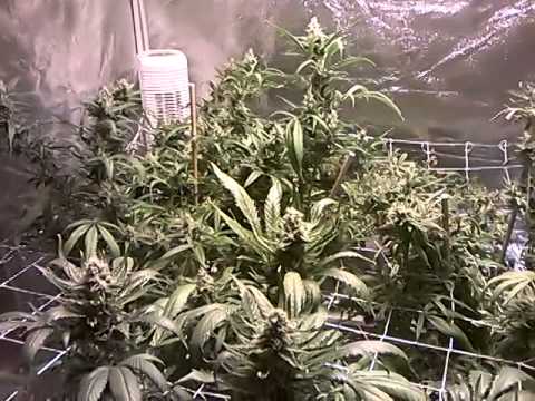 medical marijuana multiple strain grow tent