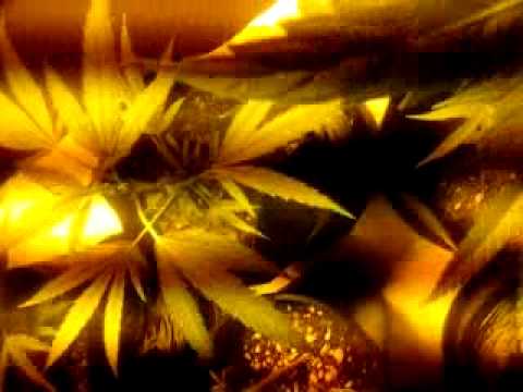 Growing marijuana for poor people