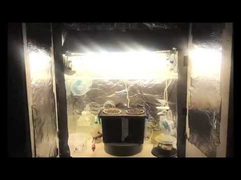 Super stealthy grow closet. DWC CFL. My 1st attempt