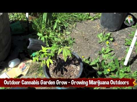 Outdoor Cannabis Garden Grow - Growing Marijuana Outdoors